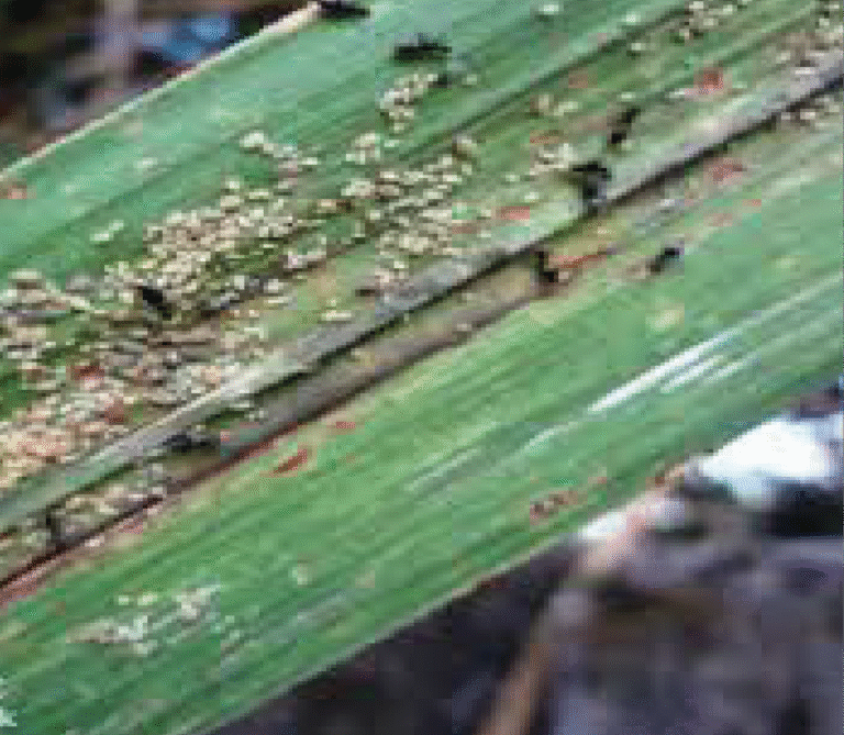 Super Agro Image-06