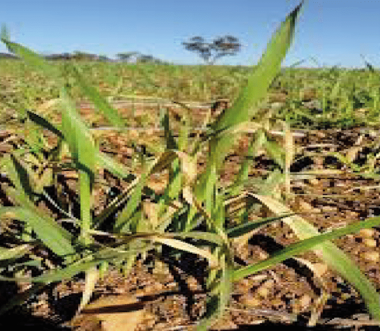 Super Agro Image-06