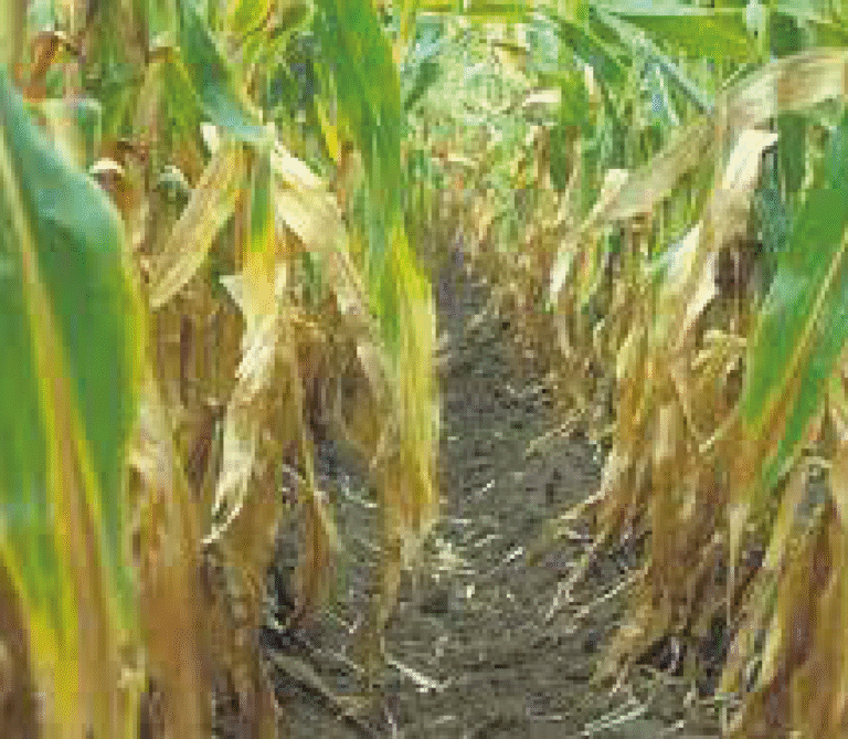 Super Agro Image-06